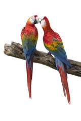 Scarlet Macaw isolated on white background ,couple in love