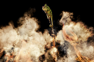 Fototapeta na wymiar Chameleon perching on a burning stick 