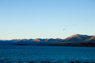 秋の夕暮れのテカポ湖を渡る鳥（ニュージーランド）
