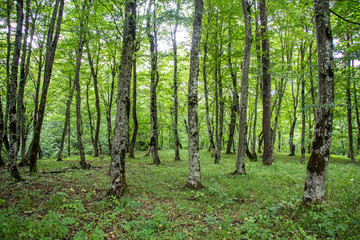 Scenic view of a green forest