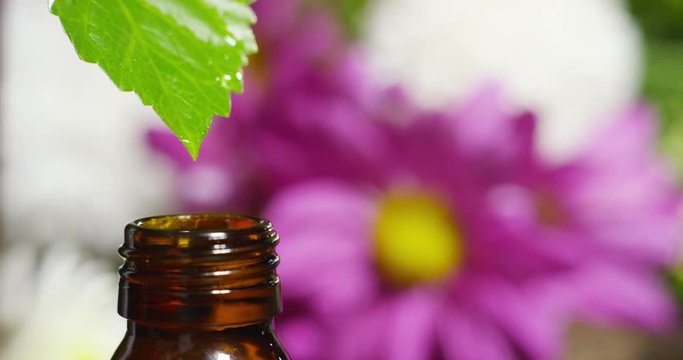 blend of essential oils with water drops, scents and aromas in aromatherapy for wellness and spa. concept of beauty. fragrant essential oil. essence drops fall from a leaf into pool in wellness center