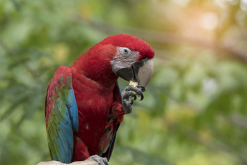 Beautiful Green wing macaw