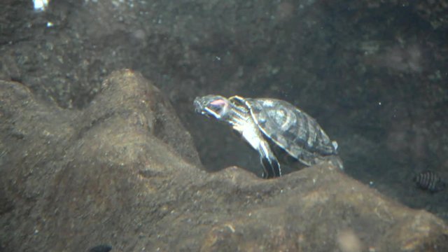 Pond slider(Trachemys scripta) swims in the aquarium 