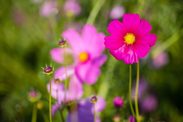 Beautiful Cosmos flowers.