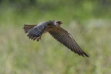Female Amur falcon (Falco amurensis) Very Rare Passage Migrant