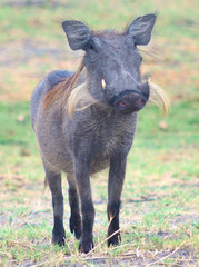 warthog
