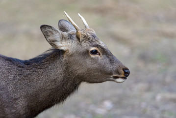 Sika Deer  in Nara Park in Japan
