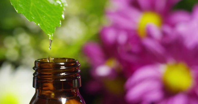 blend of essential oils with water drops, scents and aromas in aromatherapy for wellness and spa. concept of beauty. fragrant essential oil. essence drops fall from a leaf into pool in wellness center