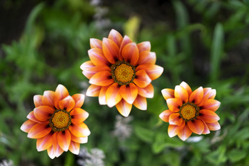 Flowered times three © Petre