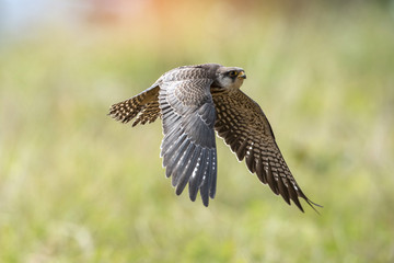 Female Amur falcon (Falco amurensis) Very Rare Passage Migrant