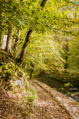 Noiraigue, Val de Travers, Jura, Areuse, Fluss, Areuseschlucht, Schlucht, Wald, Waldweg, Wanderweg, Herbstwanderung, Herbstlaub, Herbst, Schweiz
