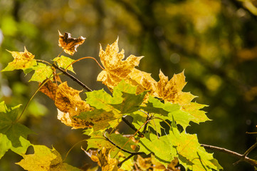 Noiraigue, Dorf, Areuseschlucht, Schlucht, Val de Travers, Jura, Wanderferien, Herbst, Herbstsonne, Herbstlaub, Herbstfarben, Herbstblatt, Schweiz