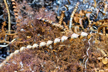 Metal cutting and trimming waste. Background of rusted metal spirals.