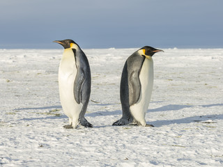 Obraz premium Emperor Penguins on the frozen Weddell Sea