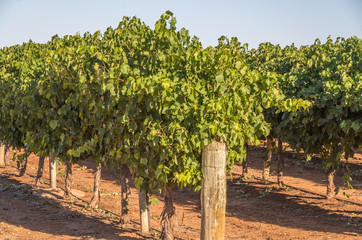 Vineyard cultivation in rural South Australia is  well suited to the temperate climate in the region