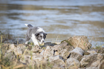 Border Collie Welpe beim Spielen