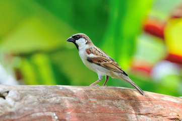 House Sparrow (Passer domesticus) male