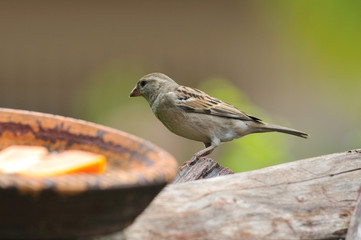 House Sparrow (Passer domesticus) female