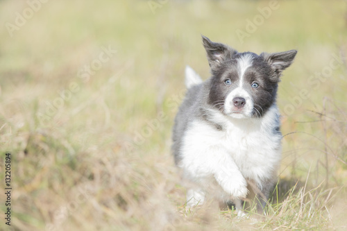 border collie spiele border collie spiele