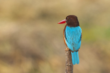 White-throated Kingfisher (Halcyon smyrnensis)