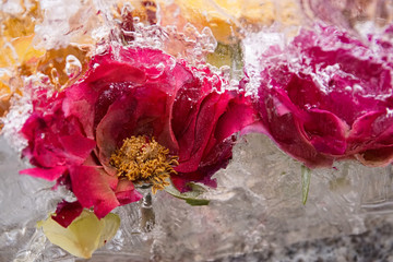 Róże w lodzie © Aruru
