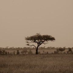 Bushveld Tree