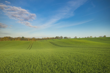 Spring, green field, blue sky, white clouds drifting across the