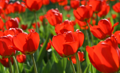 Obraz premium beautiful red tulips