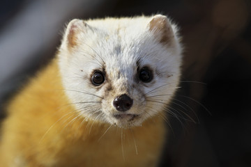 テン(Japanese marten)