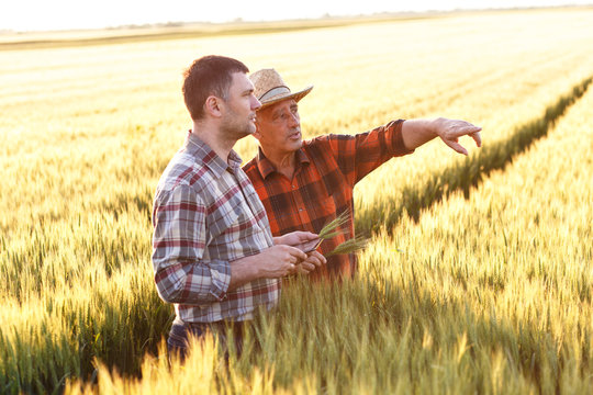 Two farmer standing in a wheat field with tablet, They are examining corp at sunset.