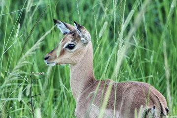 deer in the green