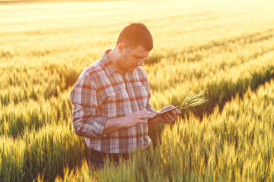 Portrait of young farmer standing in a wheat field with tablet.