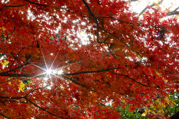 紅葉と木漏れ日