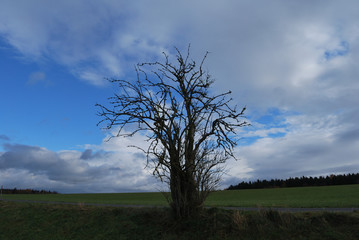 landscape with tree, blue sky and clouds