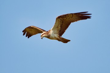 Wild osprey circling on the sky ready to strike. Majestic bird of prey hunting on a sunny summer day.