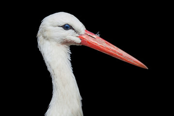 white stork