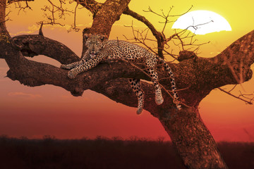 Fototapeta na wymiar sunset leopard
