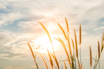 grass flower on sunset