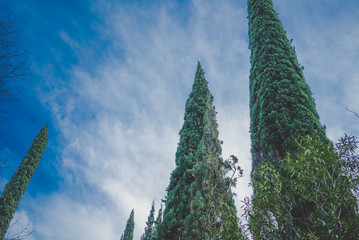 Кипарис деревья снизу вверх, небо © sansandid