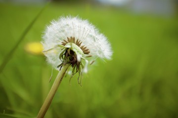 Pusteblume