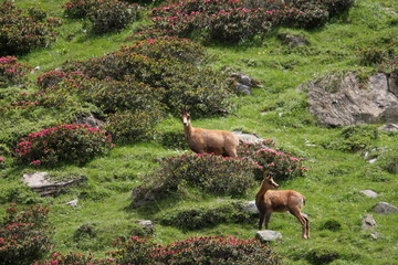 Chamois pyrénéen ou isard (Rupucapra pyrenaica)