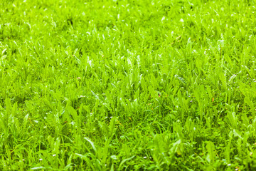 view fo meadow in summer