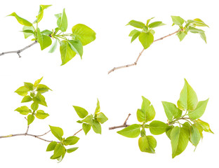 set lilac leaves on a branch isolated on white background
