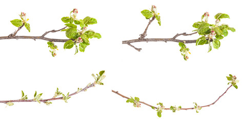 Flowering branch of apple. The small leaves and flowers. isolate