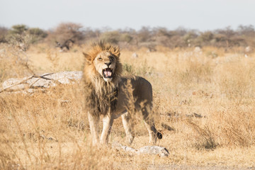 Obraz na płótnie Canvas roaring male lion