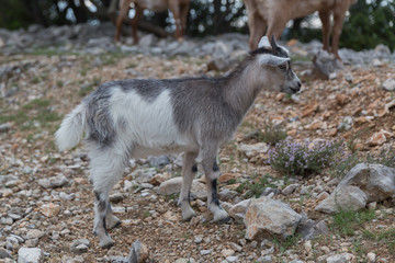 Capra aegagrus (Chèvre sauvage)