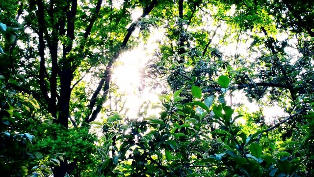 Sun shining through vibrant bright lush green foliage of trees in deciduous forest in summer or spring flickering as tree braches sway in breeze