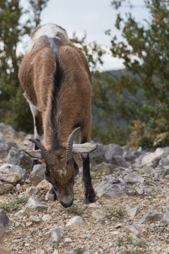 Capra aegagrus (Ch&egrave;vre sauvage)