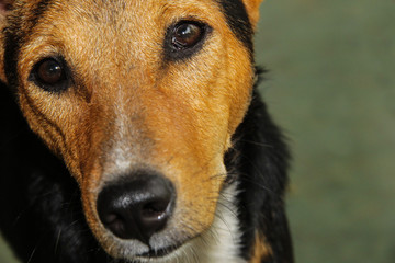 adopt dogs