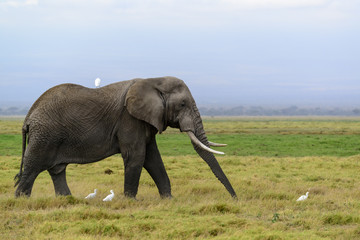 Fototapeta na wymiar African bush elephant or African Elephant (Loxodonta africana) and cattle egret (Bubulcus ibis). Amboseli National Park. Kenya.